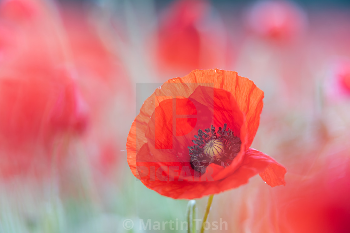 "Soft poppy study in Norfolk poppy field vi" stock image