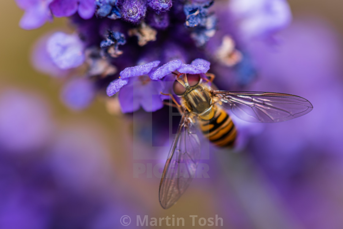 "Hoverfly feeding on blue flower." stock image