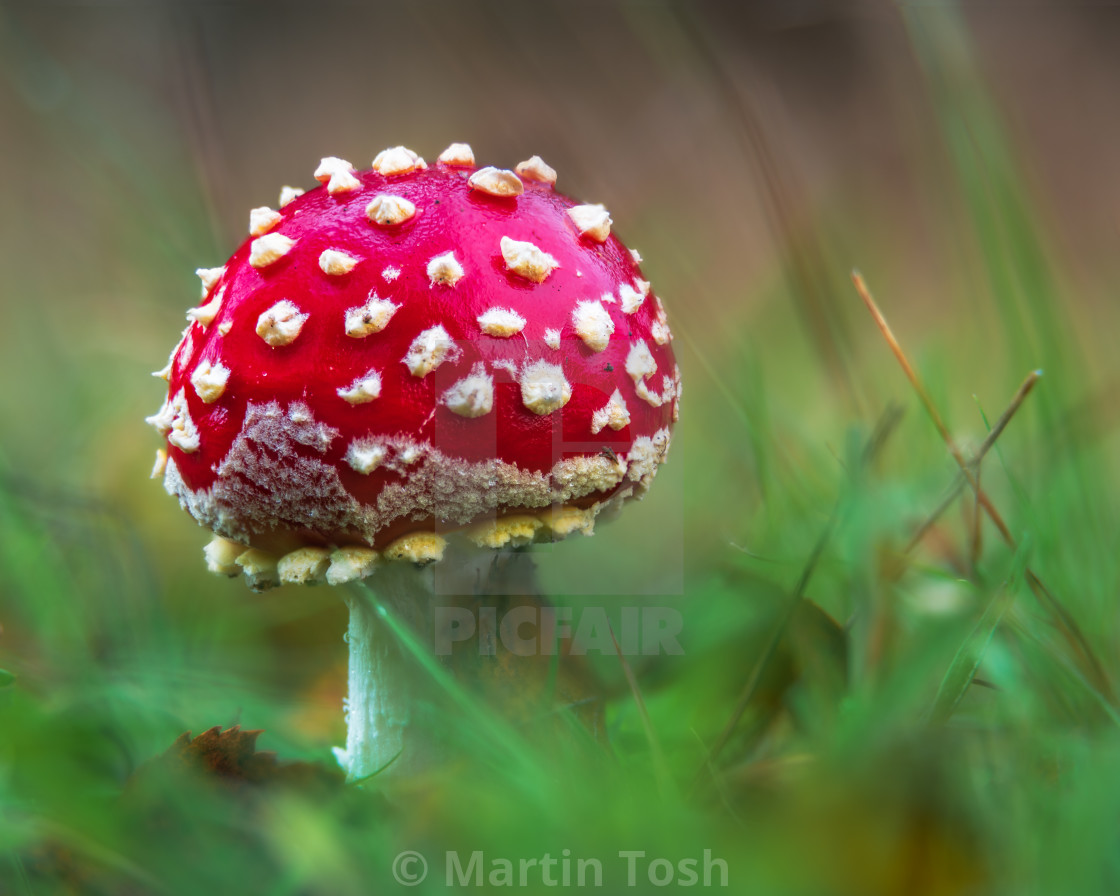 "Fly Agaric musroom growing on grassy woodland floor." stock image