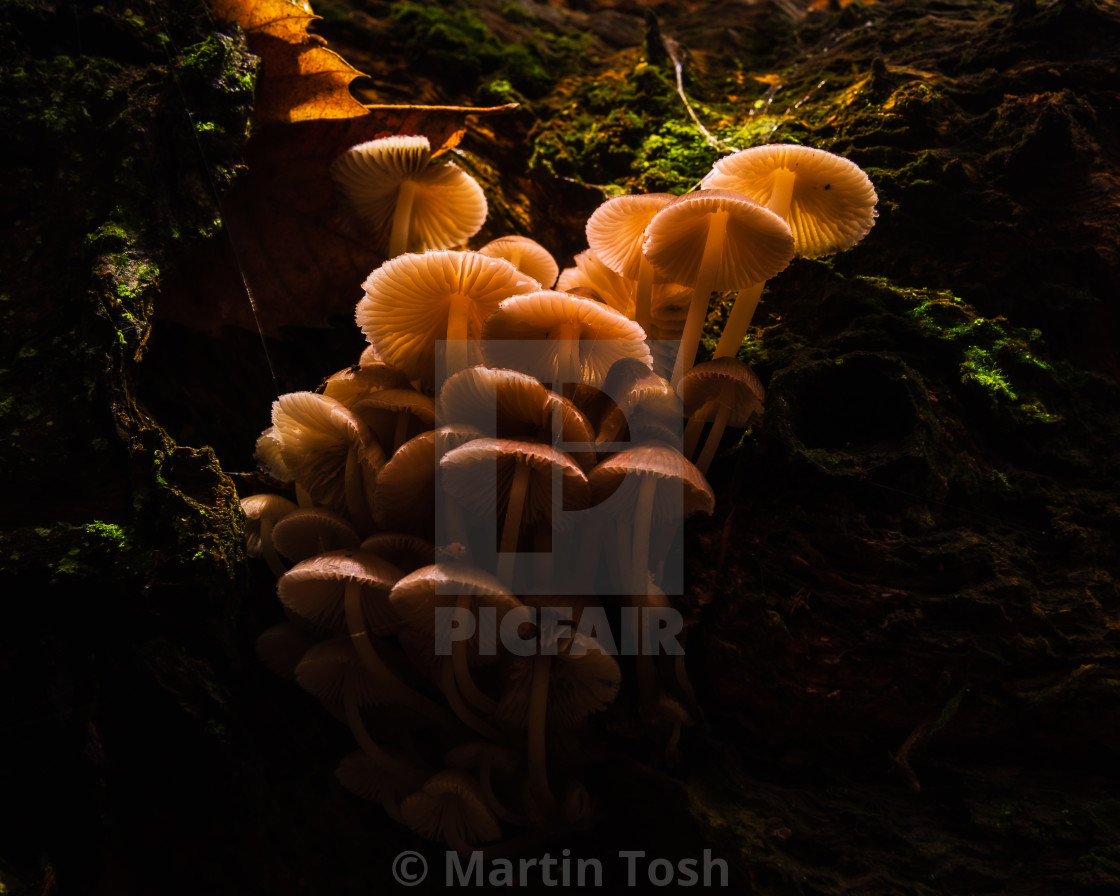 "Cluster of backlit mushrooms growing on old log." stock image