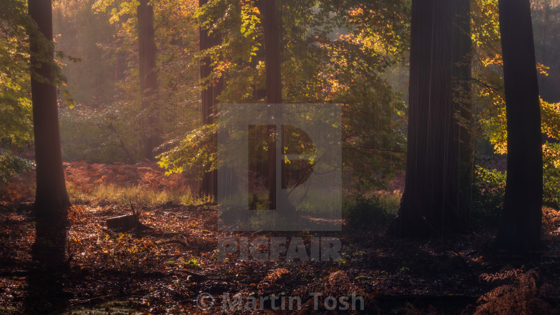 "Sunny autumn woodland with rain falling." stock image