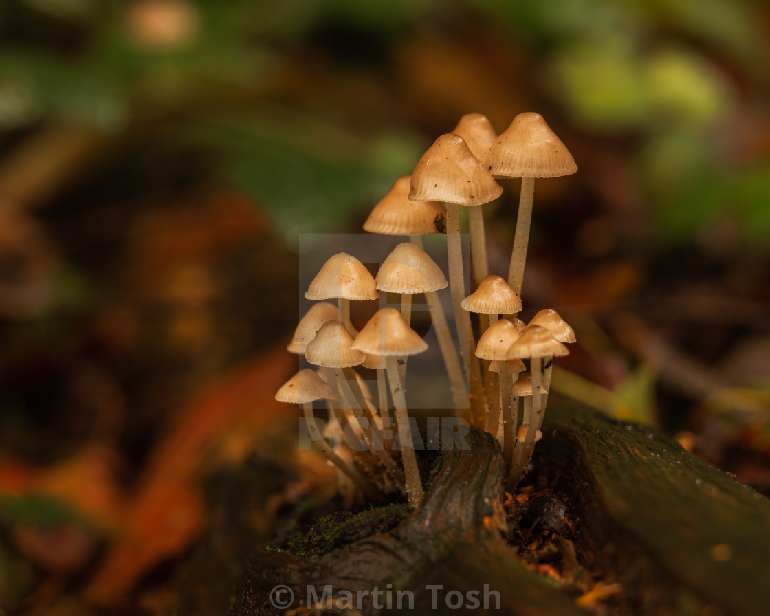 "Mushroom cluster growing on woodland log." stock image