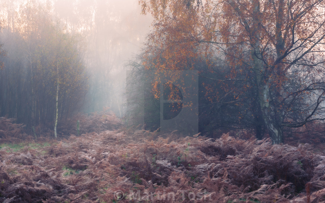 "Silver birch trees and rusty bracken on misty autumn morning." stock image