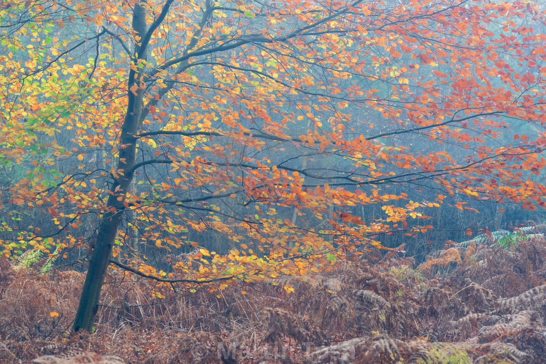 "Young backlit beech tree with autumn leaves." stock image