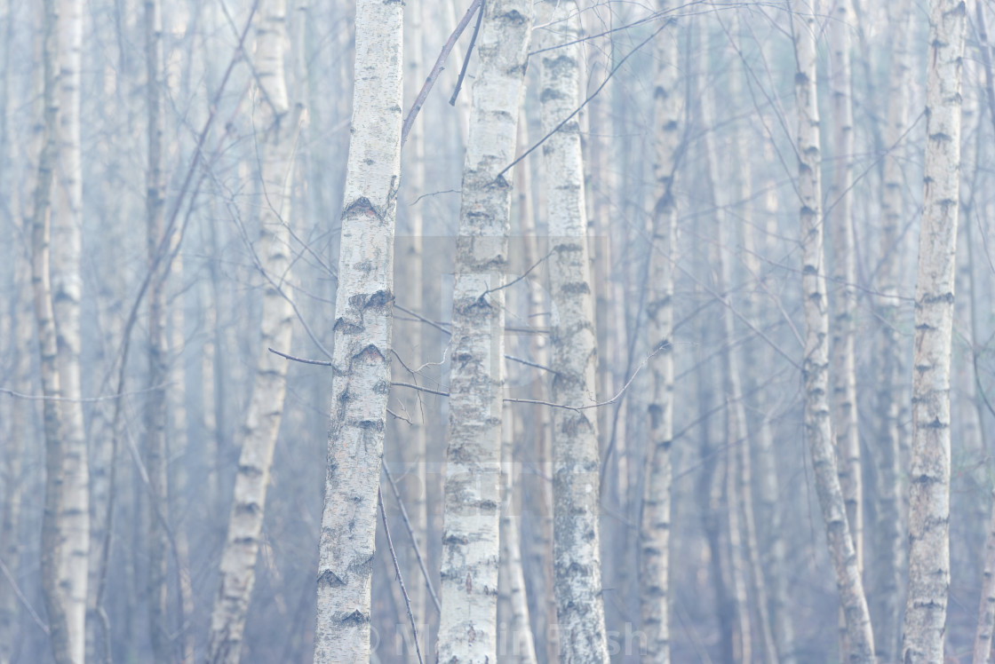 "Silver Birch tree trunks on misty morning." stock image