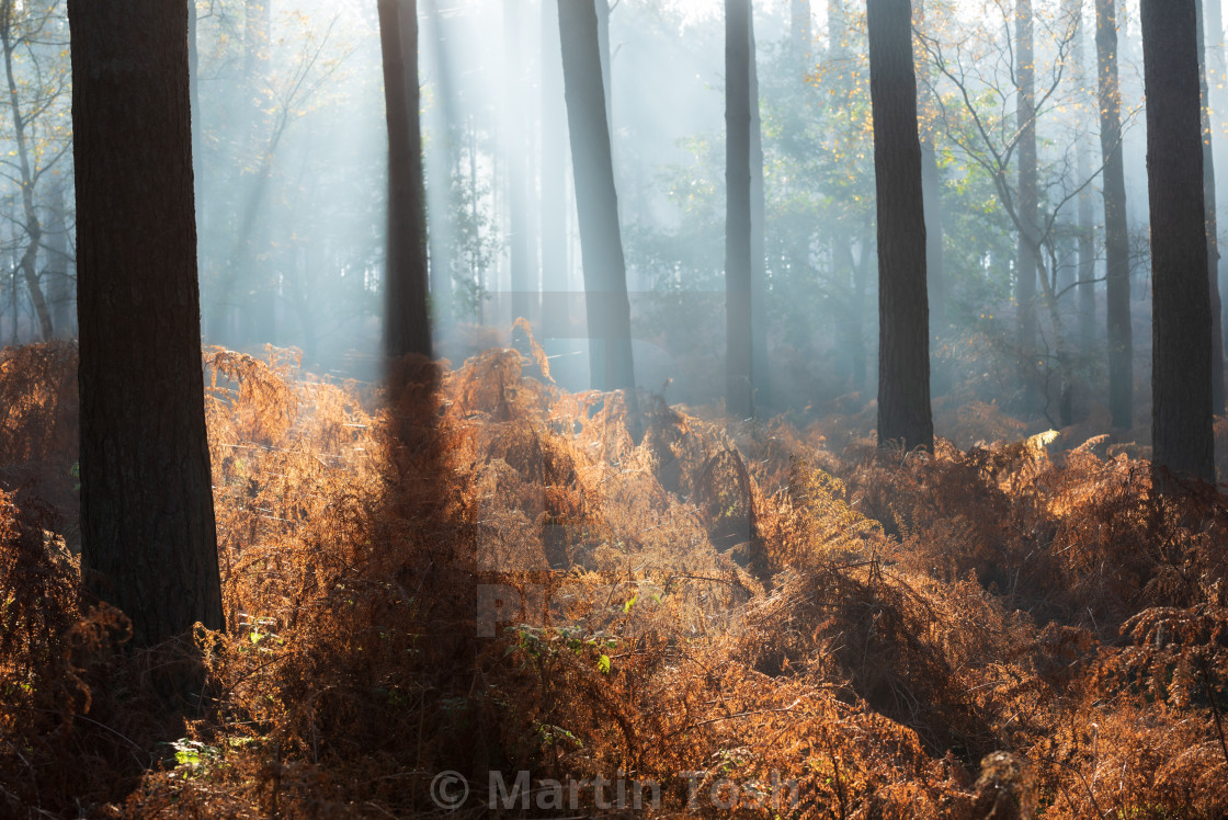 "Backlit pine woodlands with rusty bracken on misty morning ii." stock image