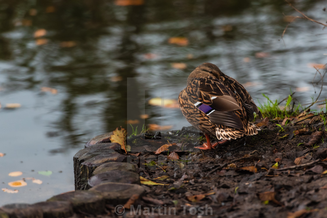 "Anas platyrhynchos. Mallard duck snoozing on riverbank." stock image