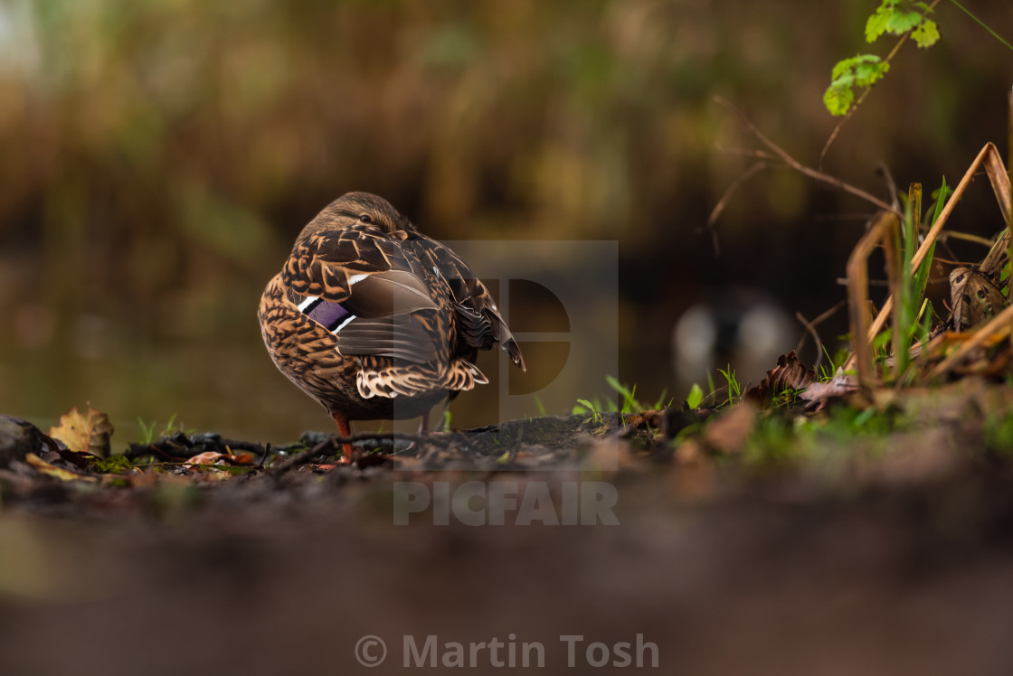 "Anas platyrhynchos. Mallard duck snoozing, soft bg." stock image