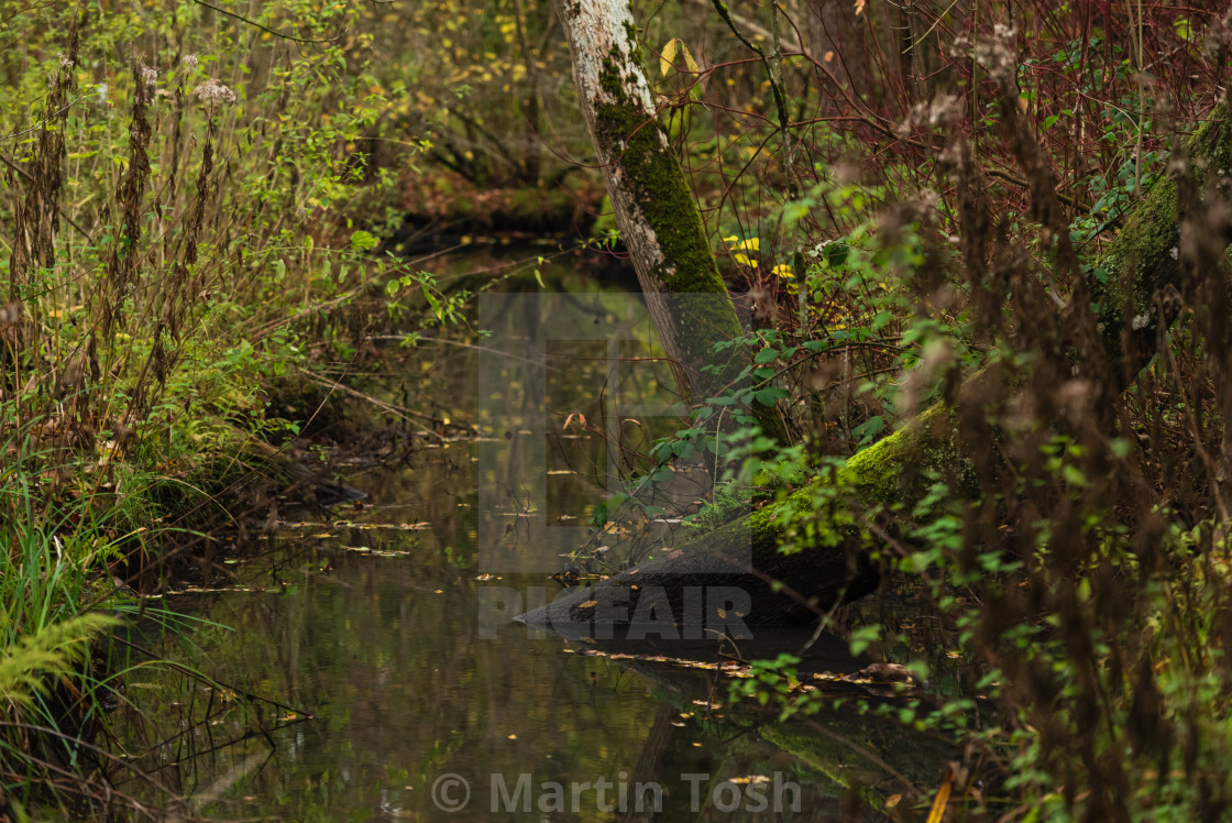 "Woodland wetlands in autumn i." stock image