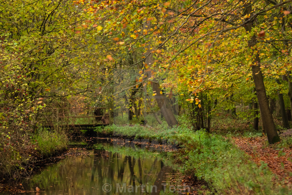 "Woodland wetlands in autumn v." stock image