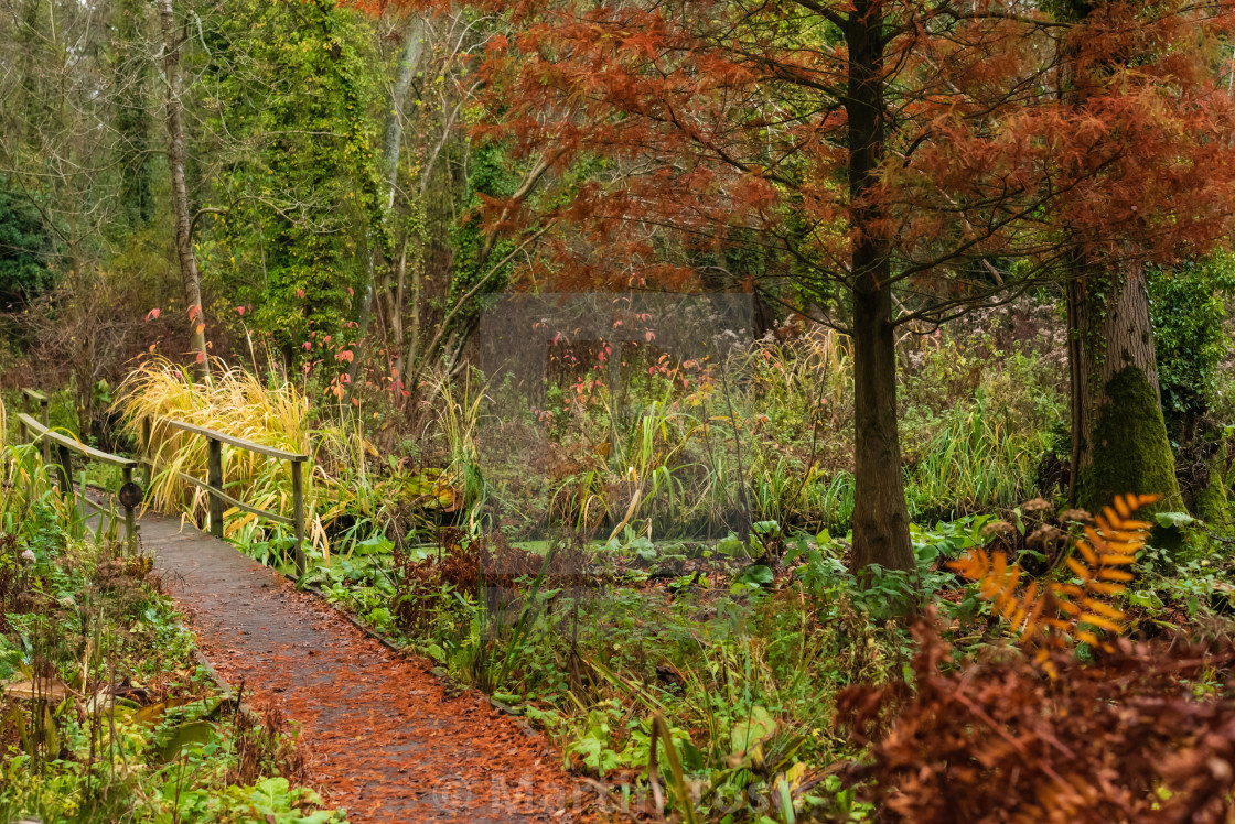 "Woodland wetlands in autumn iii." stock image