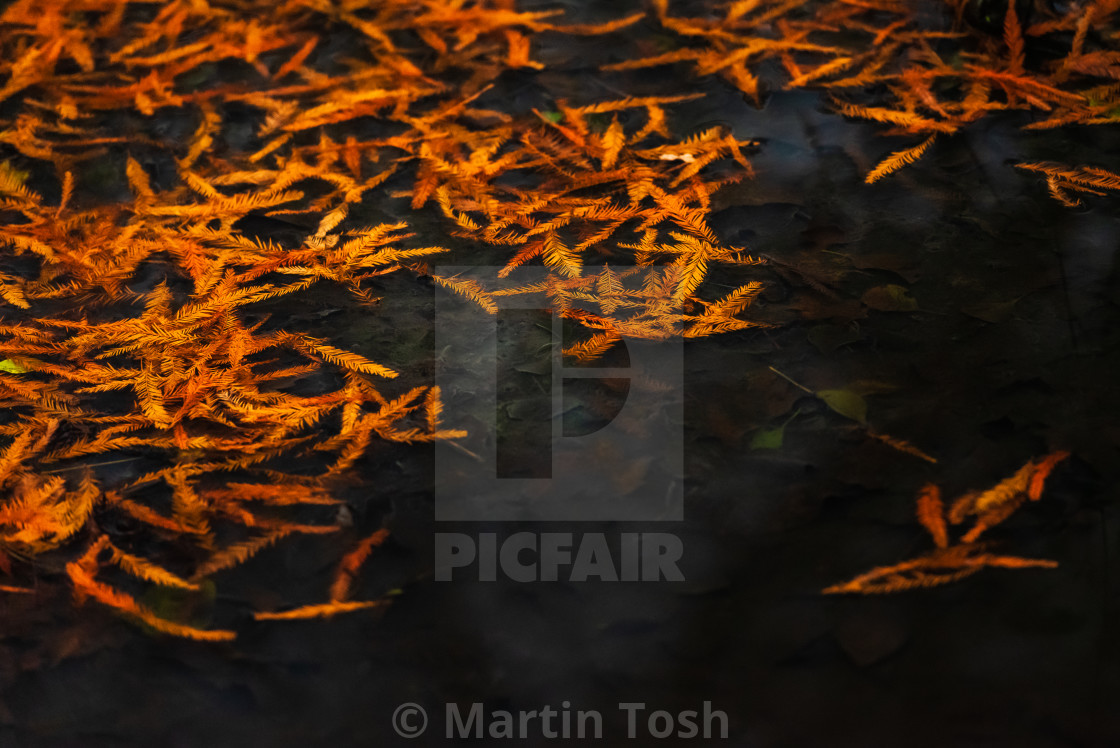 "Larix decidua. Fallen autumn larch leaves on water." stock image