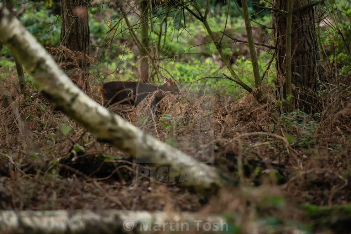 "Muntiacus. Muntjack deer in woodland." stock image