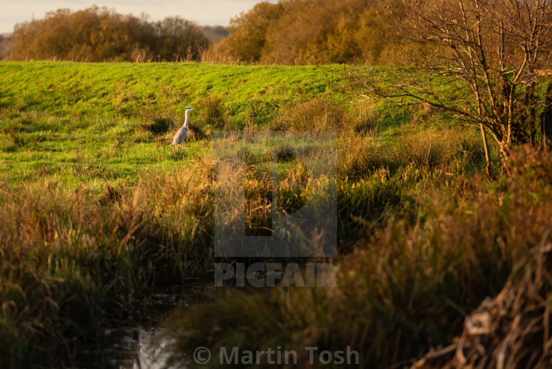 "Ardea cinerea. Grey Heron standing at Strumpshaw Fen." stock image