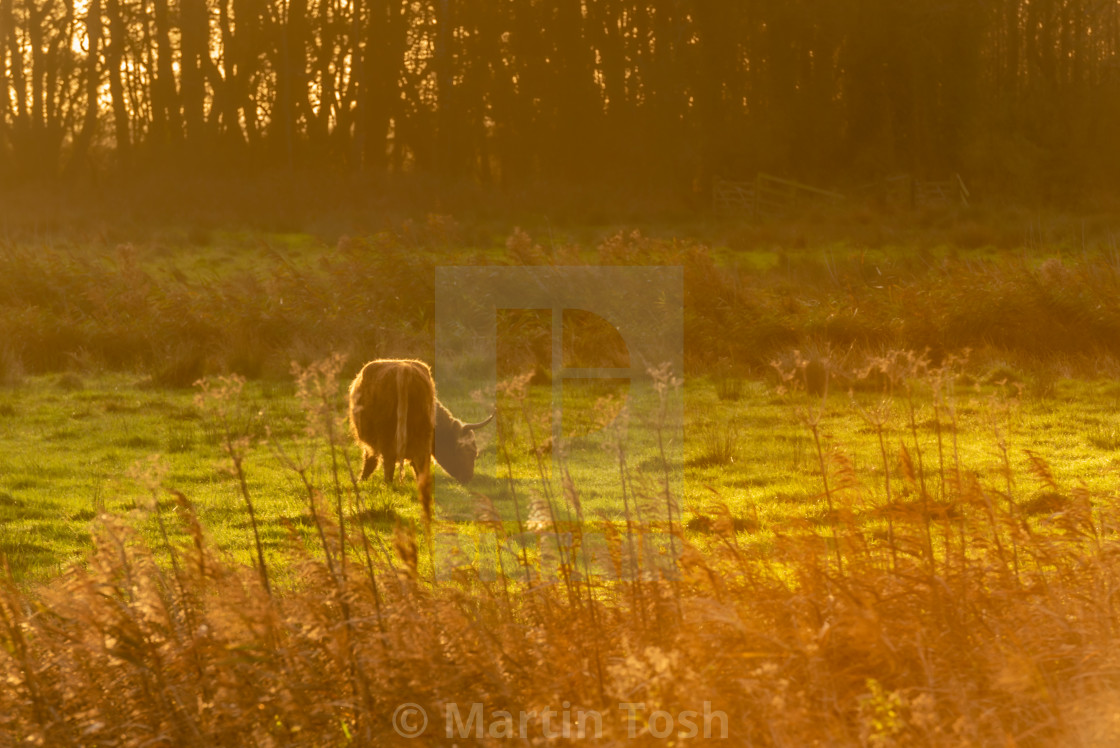 "Highland Cow in field iii." stock image