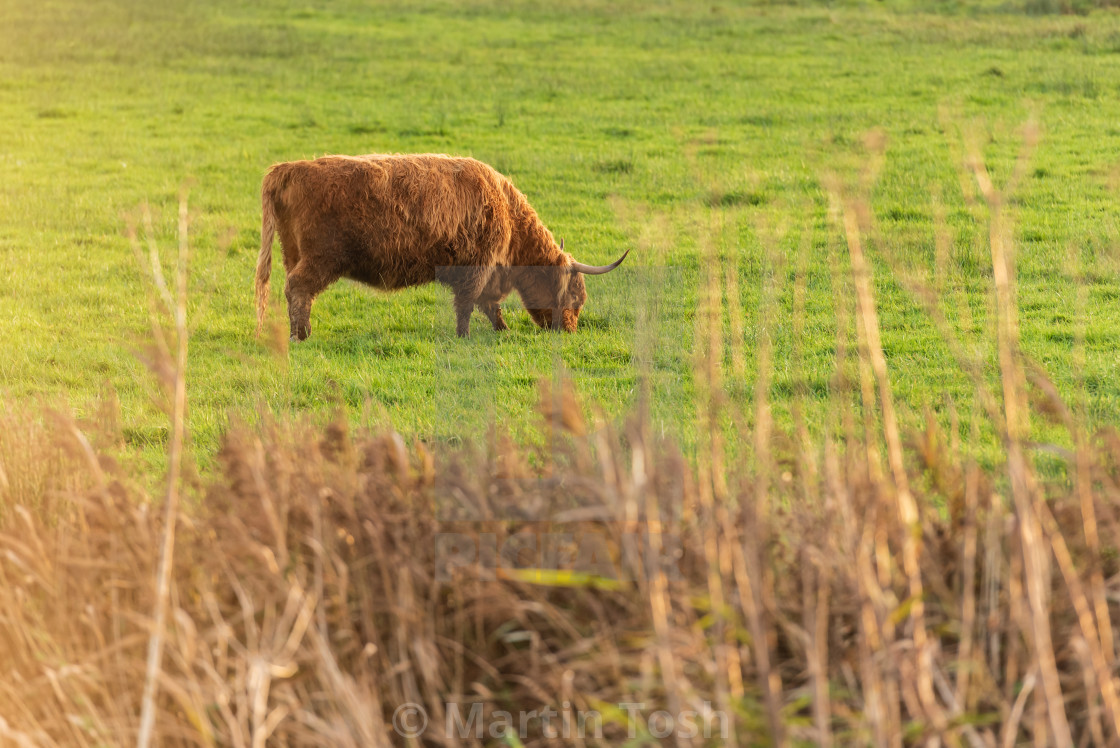 "Highland Cow in field ii." stock image