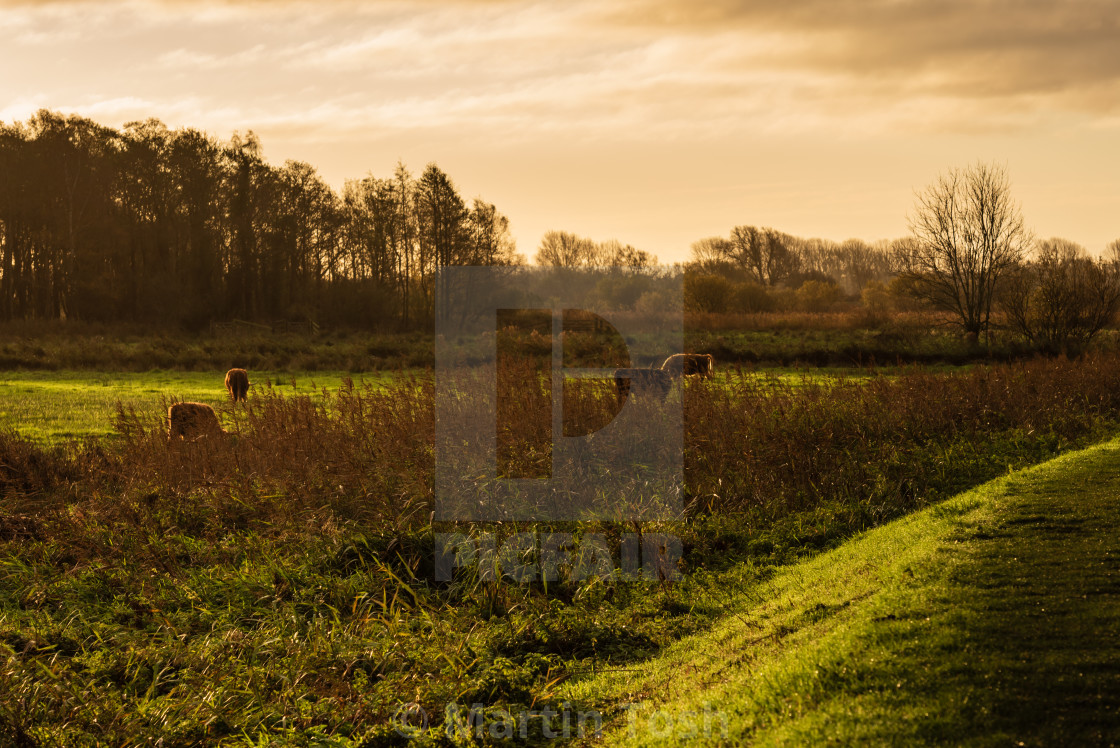 "Higland cattle in field ii." stock image