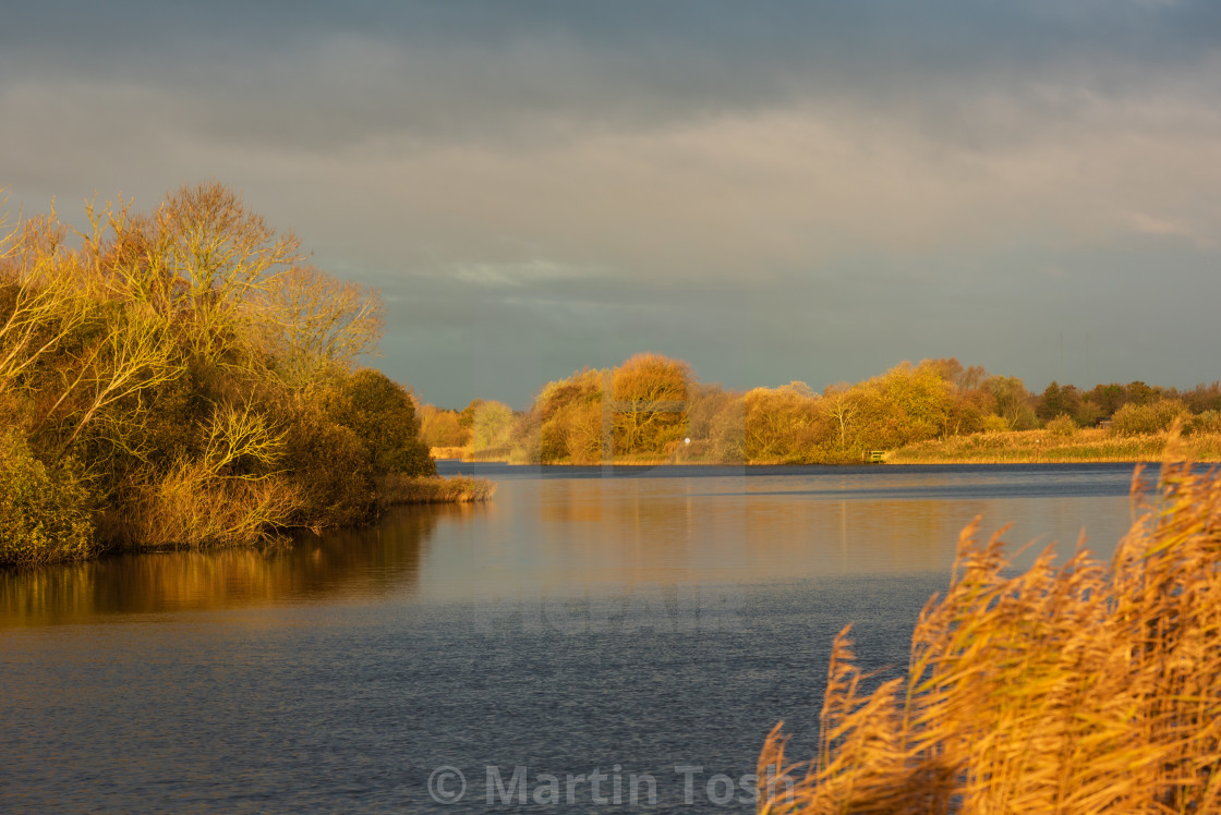 "Sunlit reeds and trees on riverbank ii." stock image