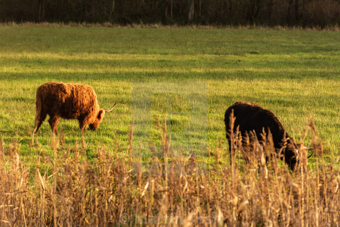 "Higland cattle in field i." stock image