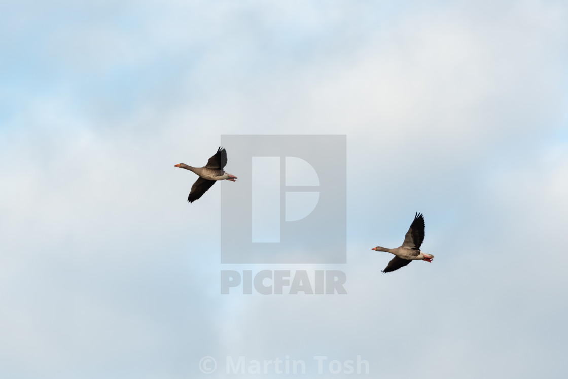 "anser anser. Two Greylag geese in flight against sky bg i." stock image