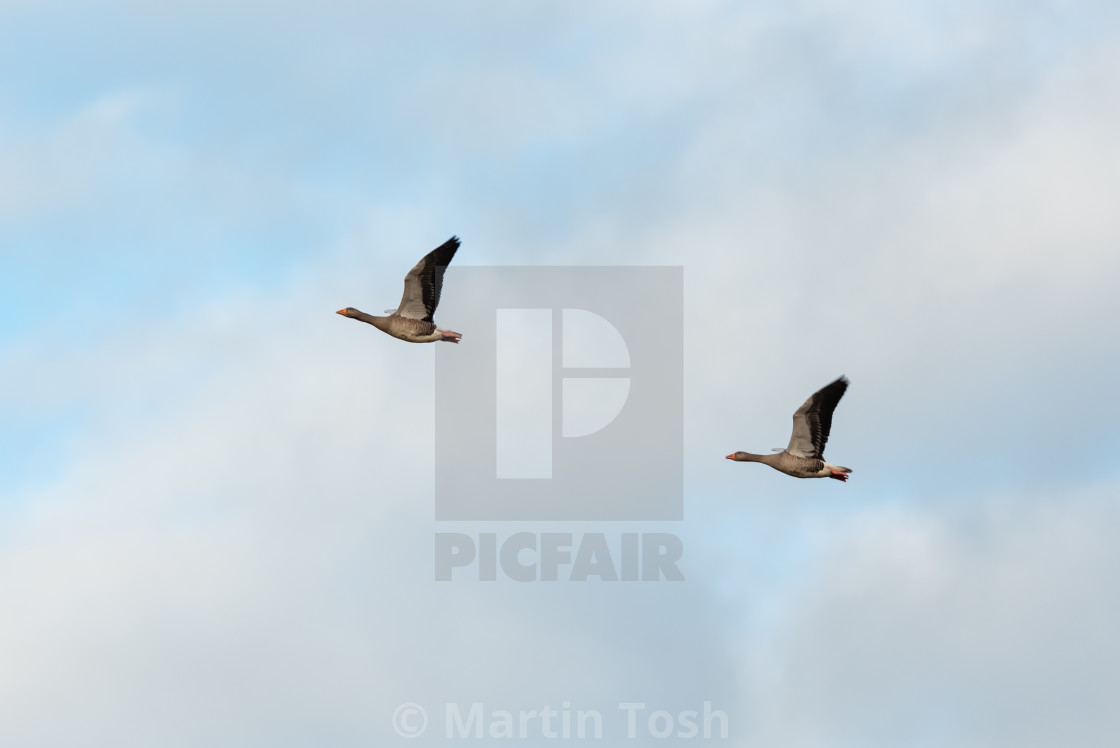 "anser anser. Two Greylag geese in flight against sky bg ii." stock image