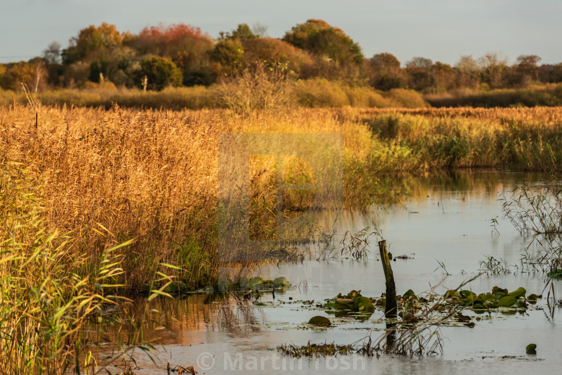 "Golden reeds on marshland waterway." stock image