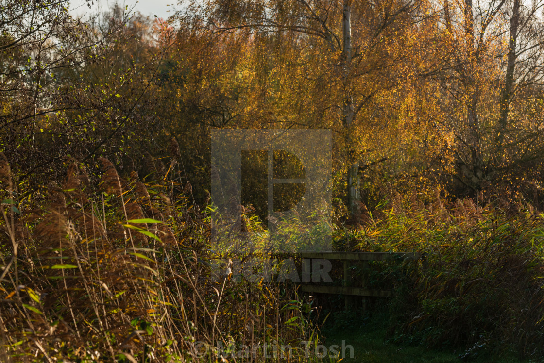 "Autmn silver birch tree and reeds at Strumpshaw Fen." stock image