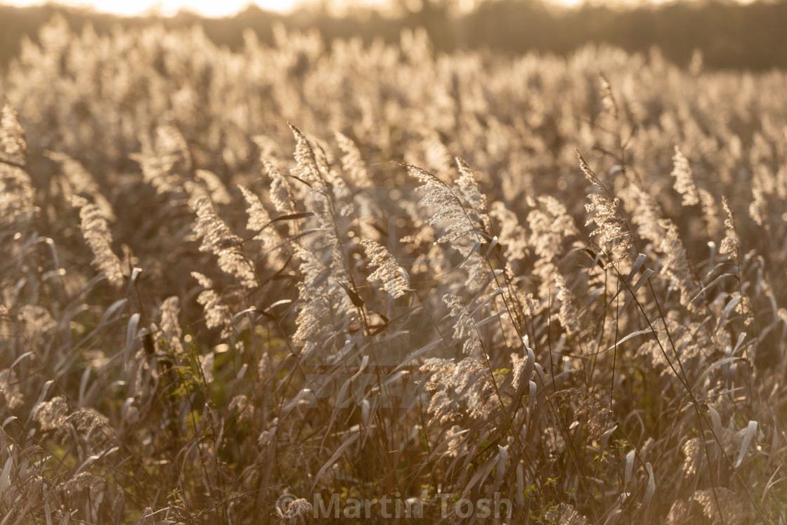 "Sunlit reedbeds iv" stock image