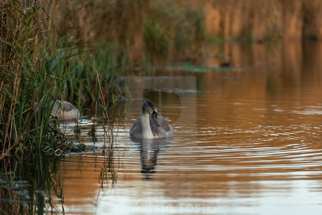 "Juvenile swans on golden pond i" stock image