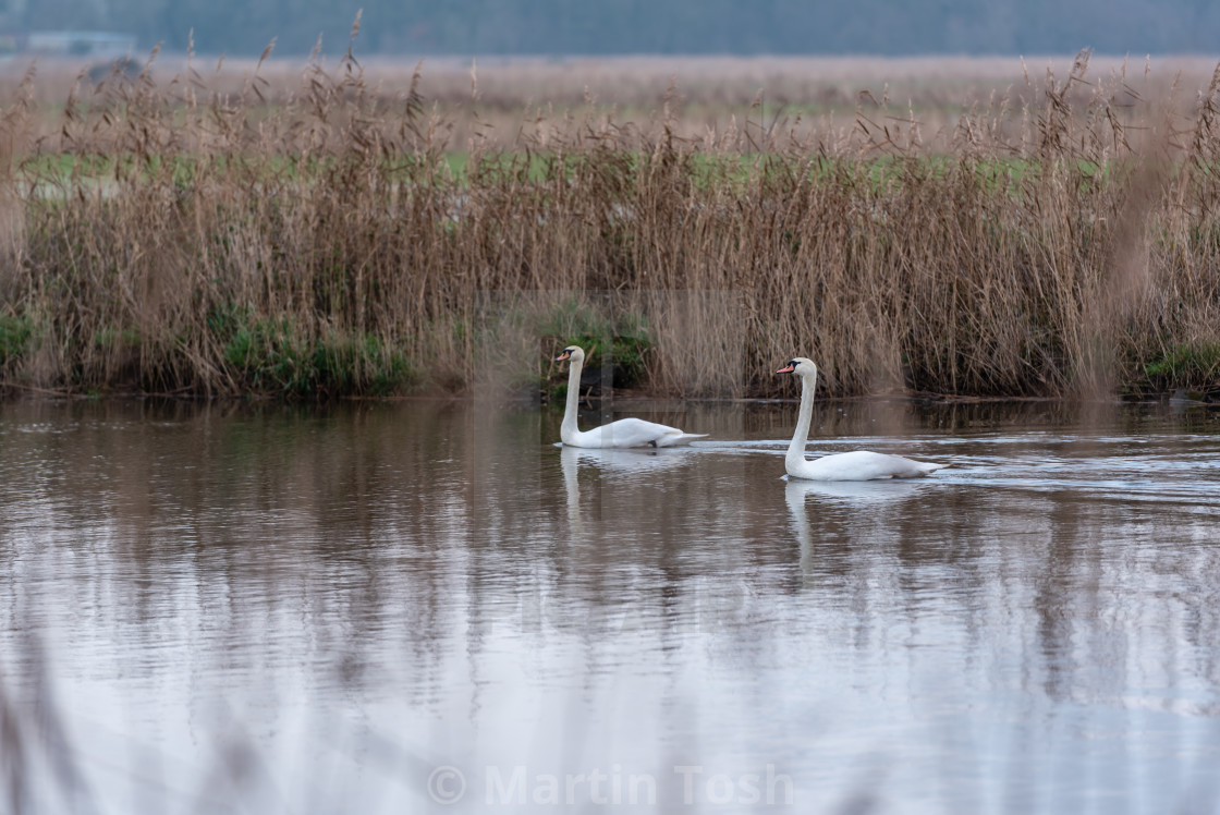 "Swan couple on Rive Thurne" stock image