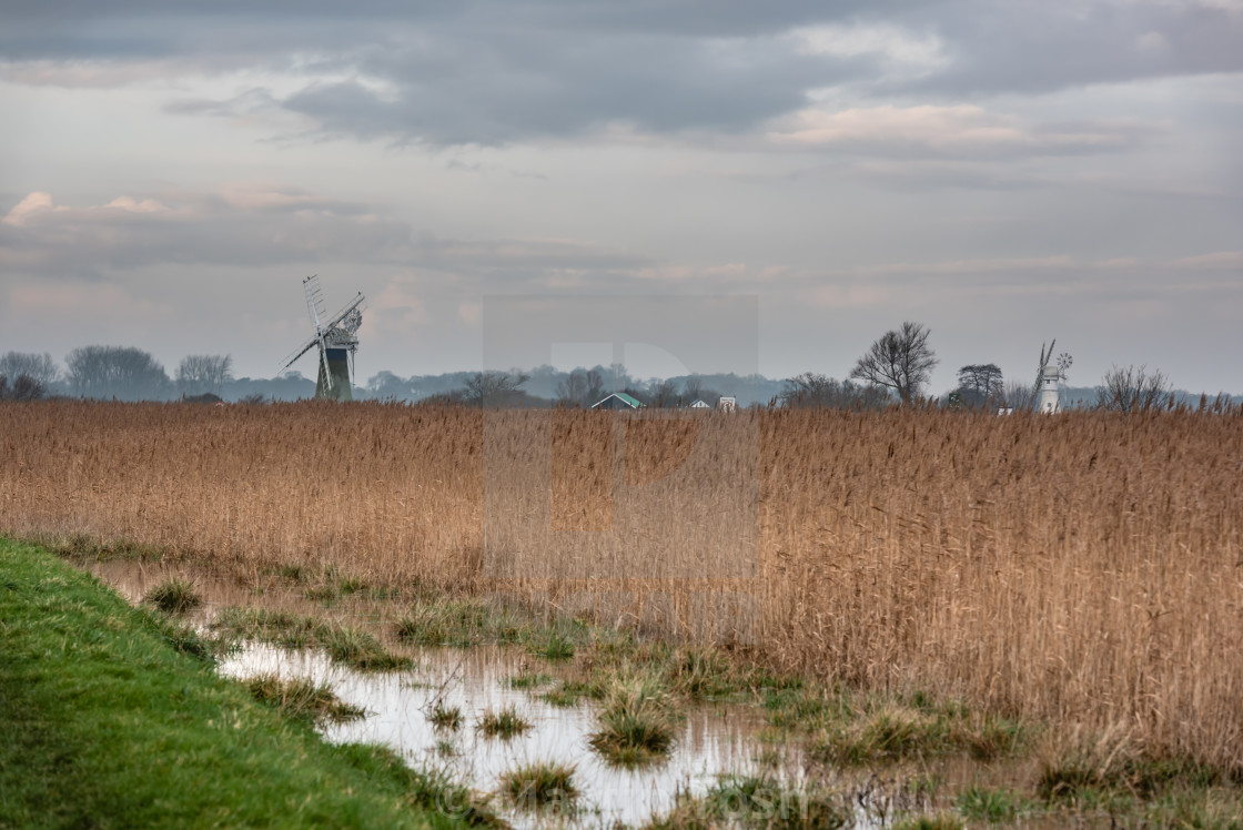 "St Benet's Mill and Thurne Mill across Upton Marshes iv" stock image