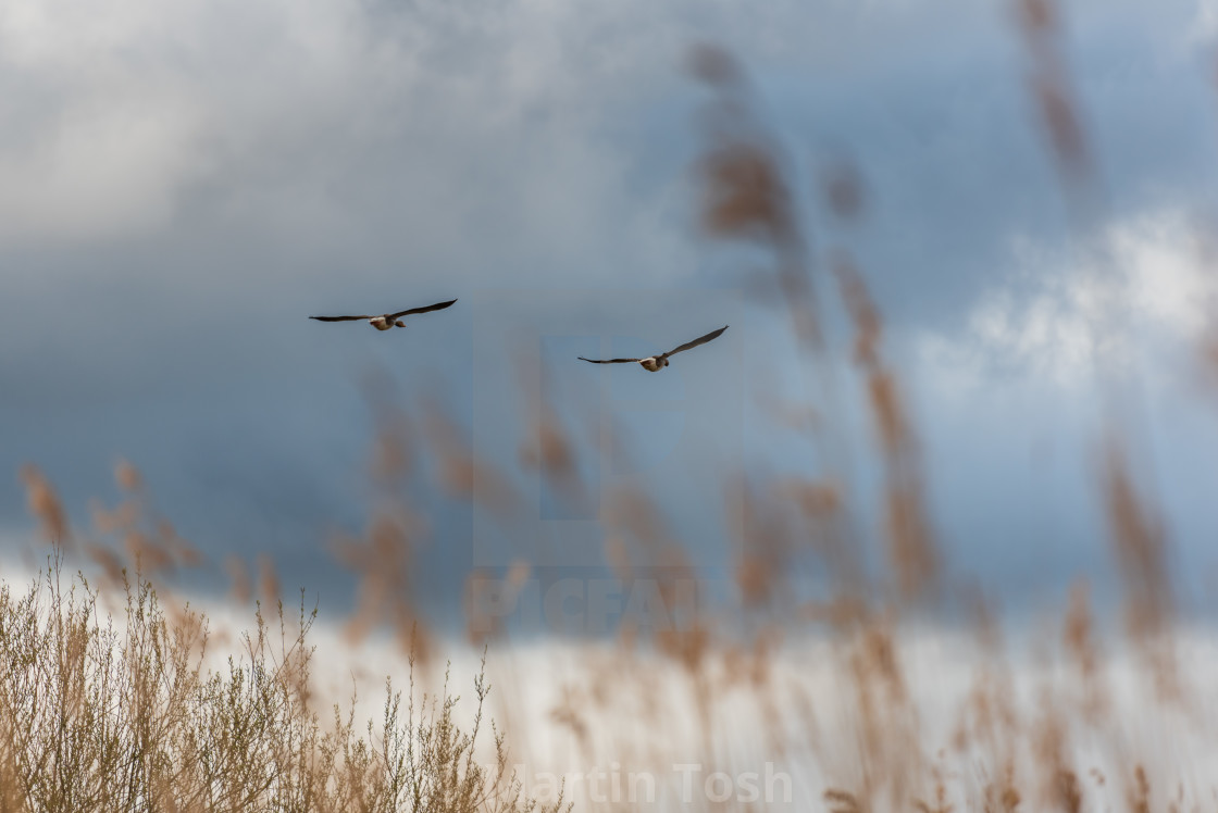 "Pair of Greylag geese flying over reeds" stock image