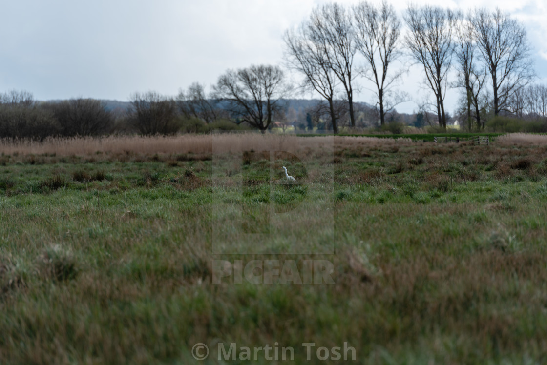 "Distant Great White Egret stalking in marshland" stock image