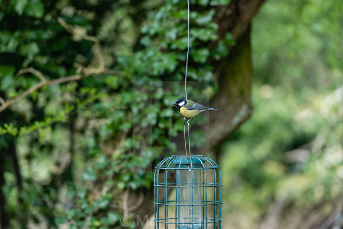 "Great Tit on garden feeder" stock image