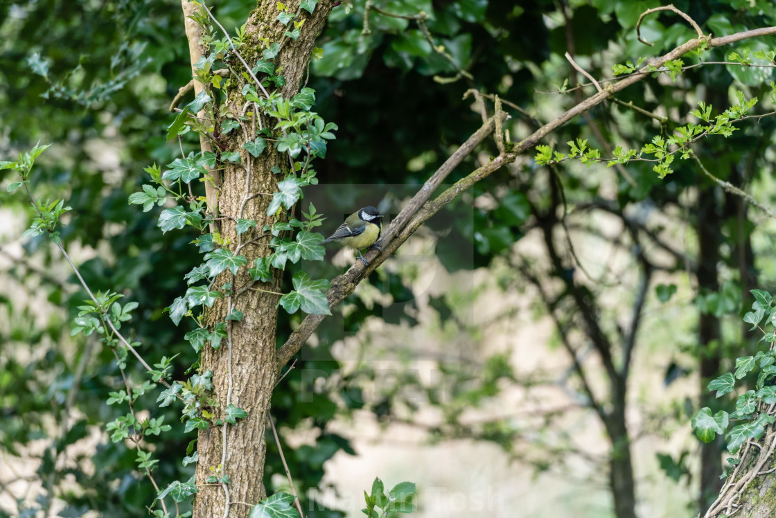 "Great Tit perched on twigs iii" stock image