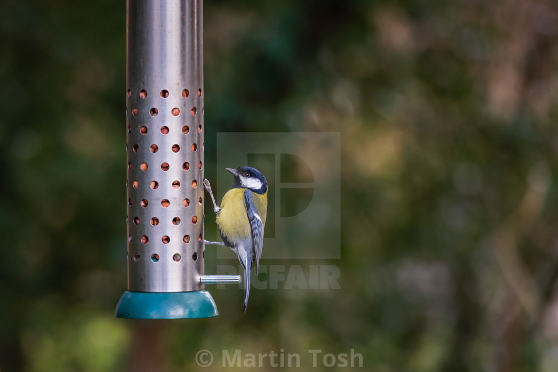 "Great Tit hanging on metal bird feeder" stock image