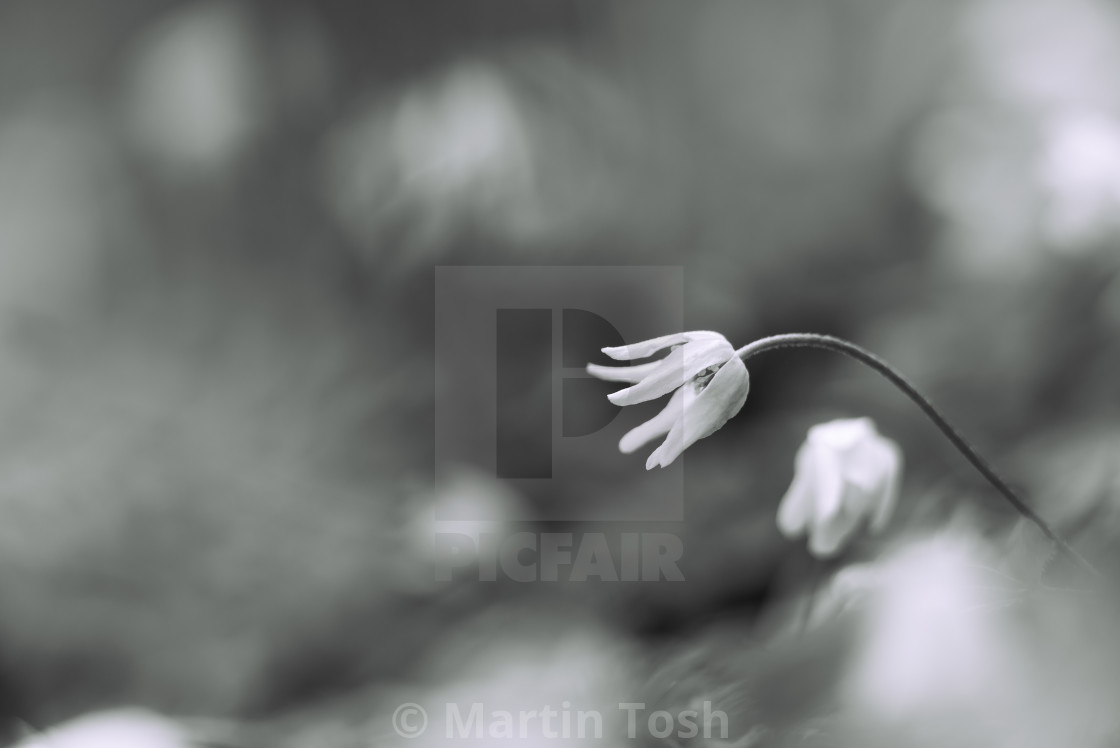 "Soft mono Anemone study" stock image