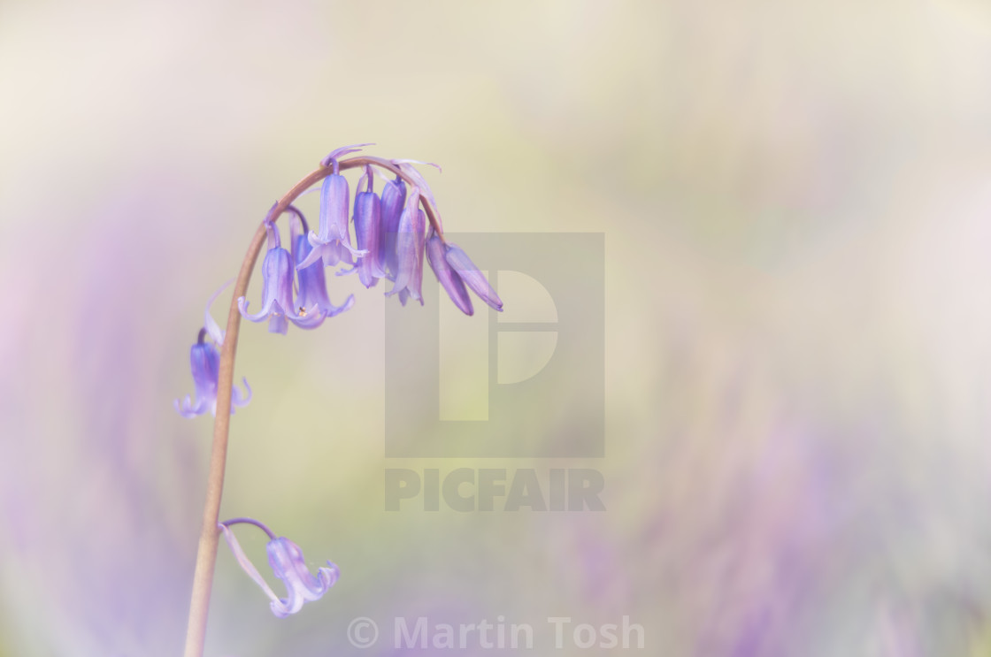 "Bluebell study, soft oof bg" stock image