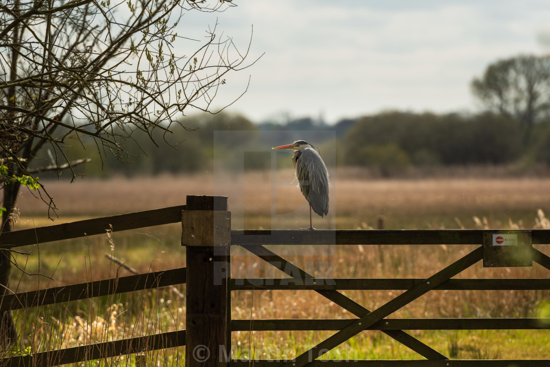 "Grey Heron perched on fenland gate" stock image