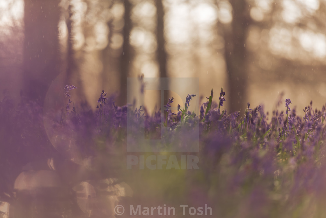 "Woodland bluebell study i soft bg trees" stock image