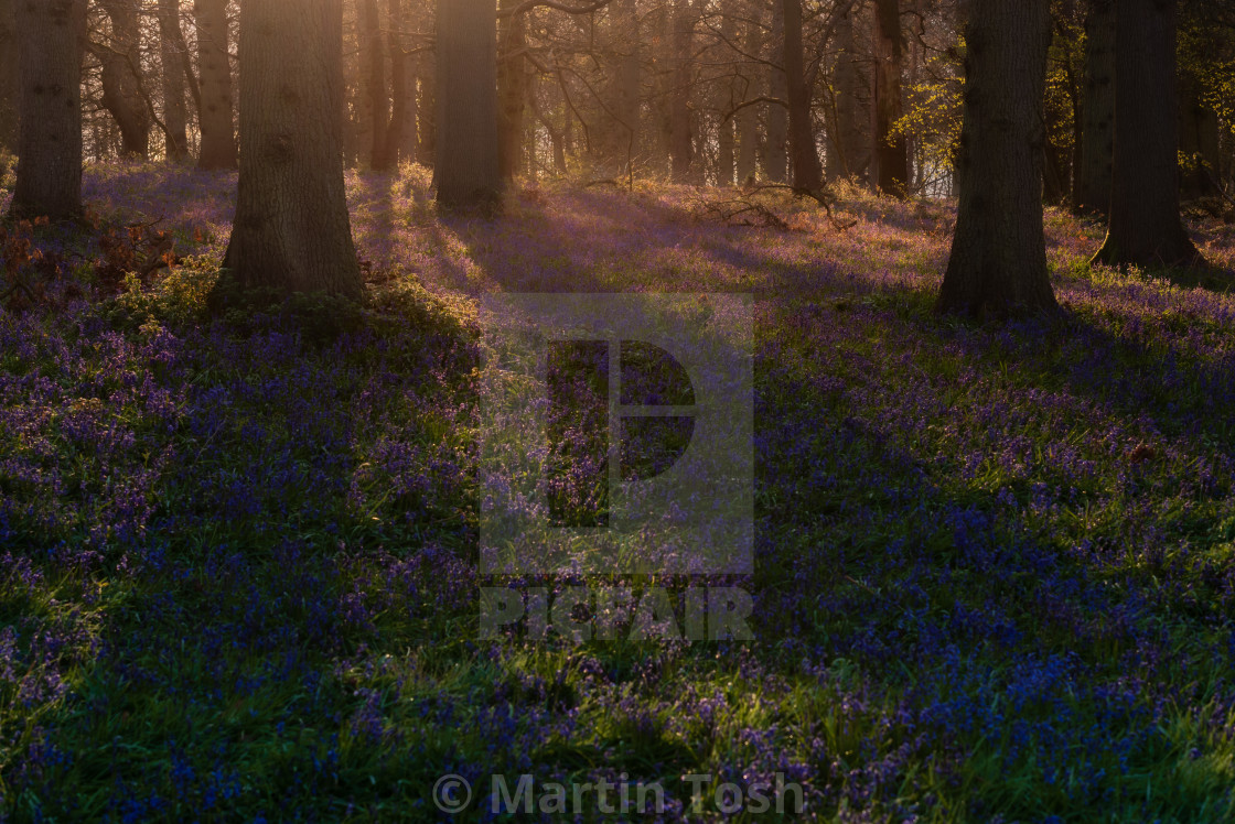 "Morning sun shining through trees in bluebell woodland" stock image