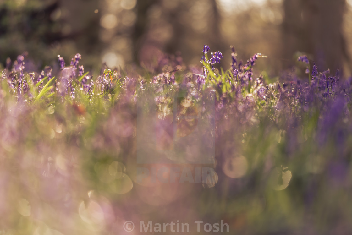 "Woodland bluebell study iii soft bokeh bg and fg" stock image