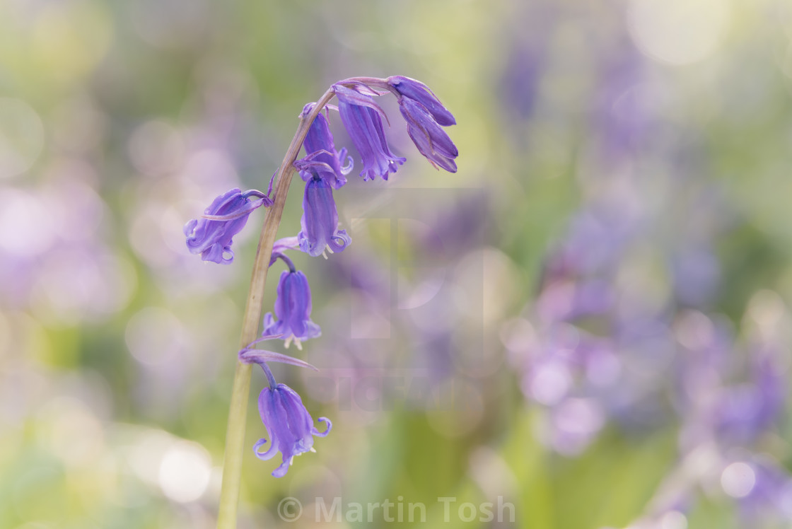 "Woodland bluebell study vi bokeh bg" stock image