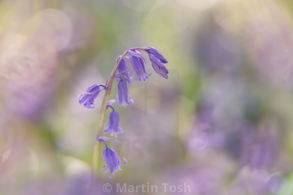 "Woodland bluebell study vii soft bokeh bg and fg" stock image