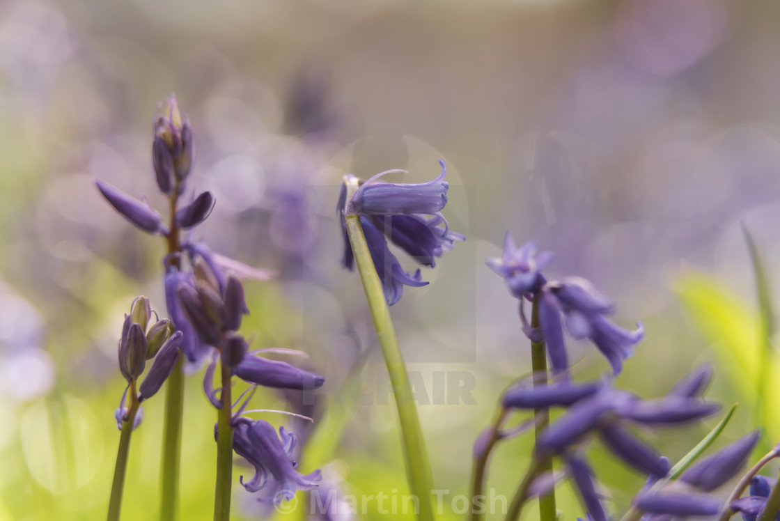 "Woodland bluebell study x" stock image