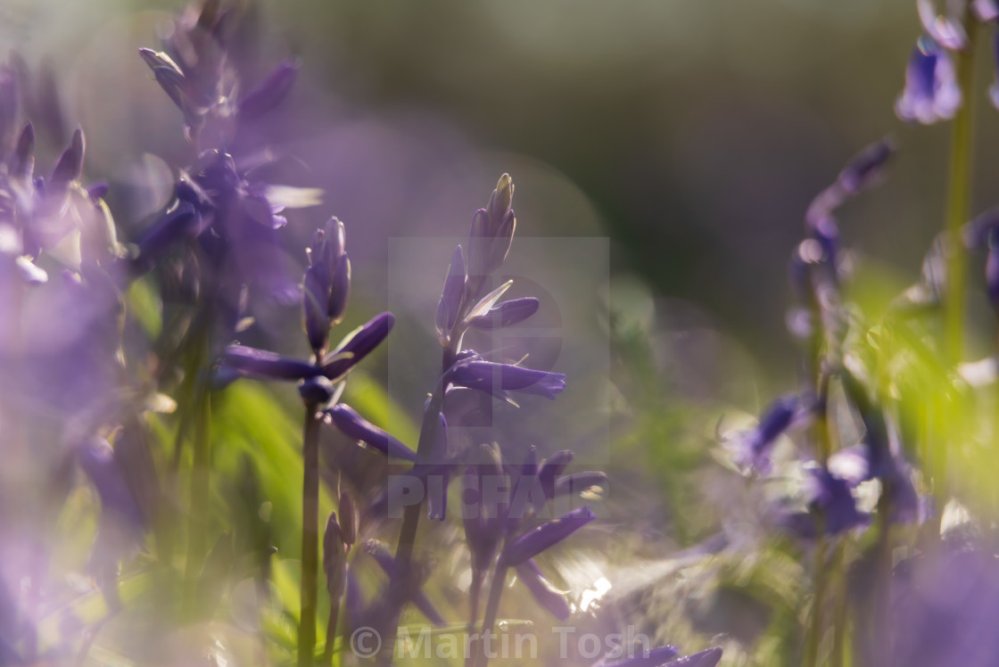 "Woodland bluebell study viii" stock image