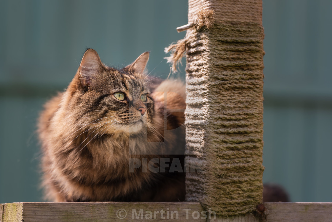 "Tabby cat on garden scratching post platform i" stock image