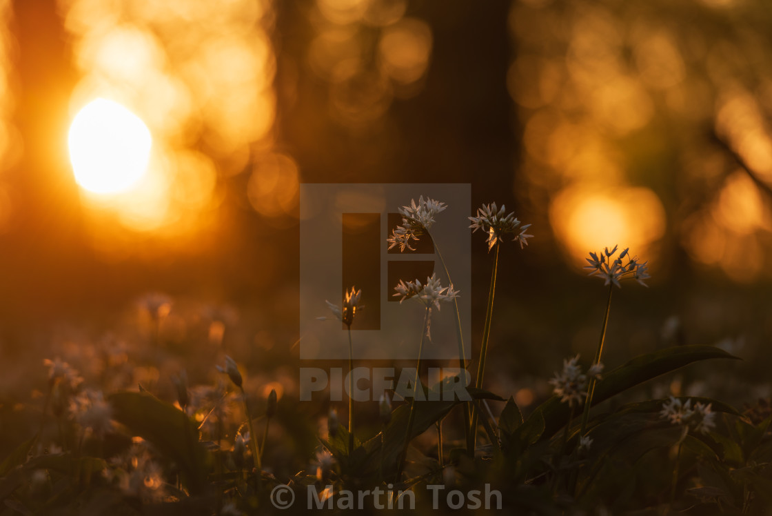 "Woodland sunrise and wild garlic" stock image