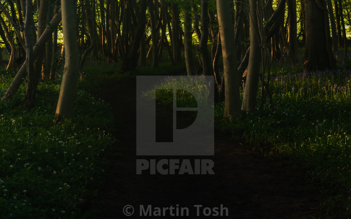 "Footpath through wild garlic woodland" stock image