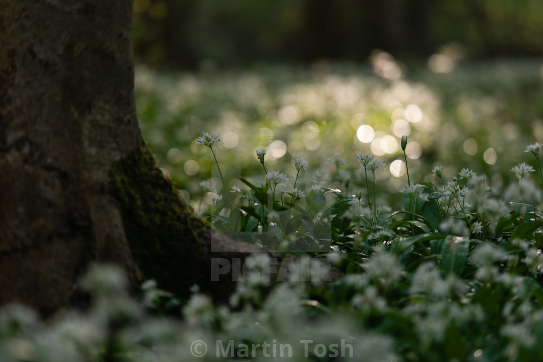 "Wild garlic around tree trunk, bokeh bg" stock image